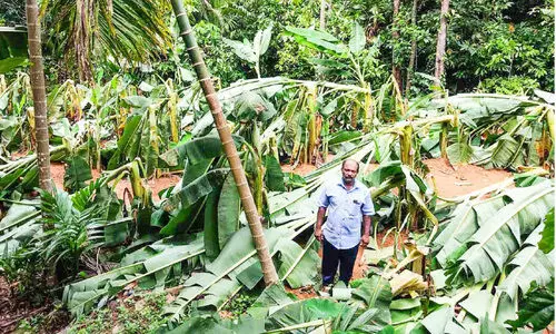കാറ്റും മഴയും; കോതമംഗലം മേഖലയിൽ കനത്തനാശം
