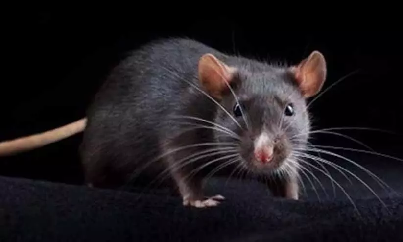 ജാഗ്രത ഡെങ്കിപ്പനിക്കെതിരെ, മരണം വിതക്കുന്നത് എലിപ്പനി ജാഗ്രത ഡെങ്കിപ്പനിക്കെതിരെ, മരണം വിതക്കുന്നത് എലിപ്പനി