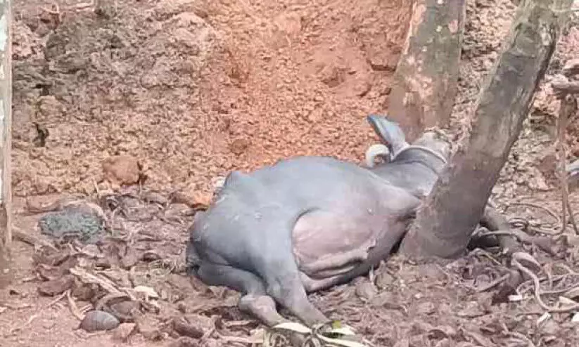 പേവിഷബാധ; മാവൂരിൽ വളർത്തുമൃഗങ്ങൾ ചത്തു