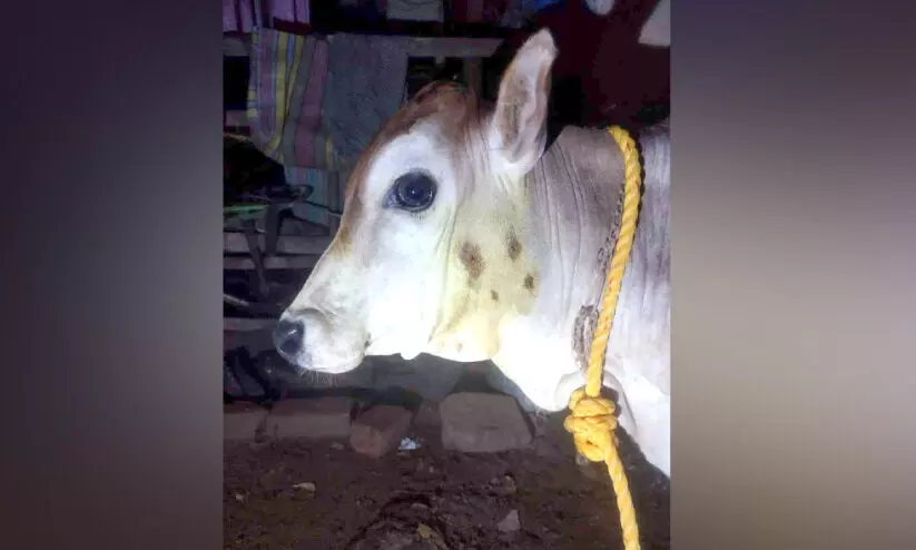 പാലപ്പിള്ളിയിൽ രണ്ടാം ദിനവും പുലി; പശുക്കുട്ടിയെ ആക്രമിച്ചു