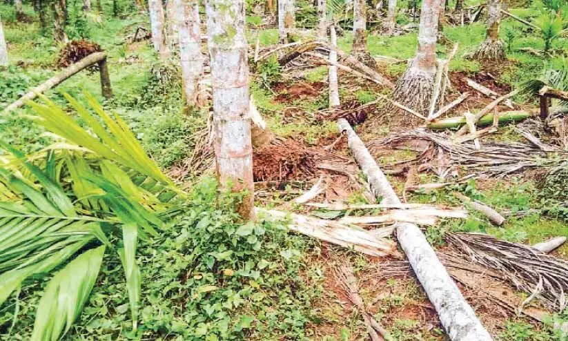കച്ചേരിപ്പറമ്പില് കാട്ടാനക്കൂട്ടം കൃഷി നശിപ്പിച്ചു കച്ചേരിപ്പറമ്പില് കാട്ടാനക്കൂട്ടം കൃഷി നശിപ്പിച്ചു