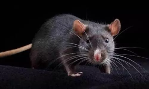 ജാഗ്രത ഡെങ്കിപ്പനിക്കെതിരെ, മരണം വിതക്കുന്നത്​ എലിപ്പനി