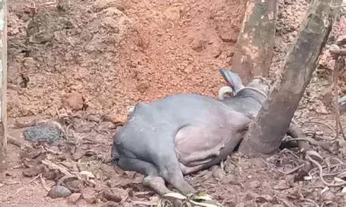 പേവിഷബാധ; മാവൂരിൽ വളർത്തുമൃഗങ്ങൾ ചത്തു പേവിഷബാധ; മാവൂരിൽ വളർത്തുമൃഗങ്ങൾ ചത്തു