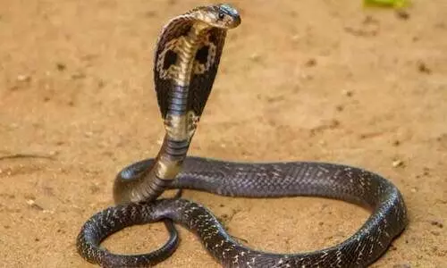 ഹരിത കർമസേന അംഗമായ യുവതിക്ക് പാമ്പുകടിയേറ്റു