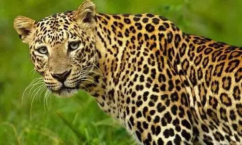 കാരിത്തോട്ടിൽ പുലിയെ കണ്ടതായി കർഷകൻ