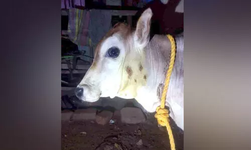 പാലപ്പിള്ളിയിൽ രണ്ടാം ദിനവും പുലി; പശുക്കുട്ടിയെ ആക്രമിച്ചു