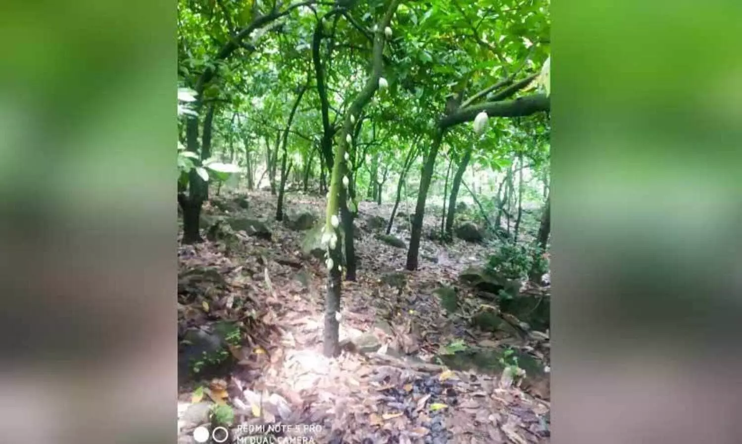 വി​ല​യി​ടി​വി​ൽ ന​ട്ടം​തി​രി​ഞ്ഞ്​ കൊ​ക്കോ ക​ർ​ഷ​ക​ർ