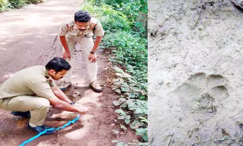 കാരിത്തോട് വീണ്ടും പുലി​ ? കാട്ടുപൂച്ചയെന്ന് വനം വകുപ്പ്