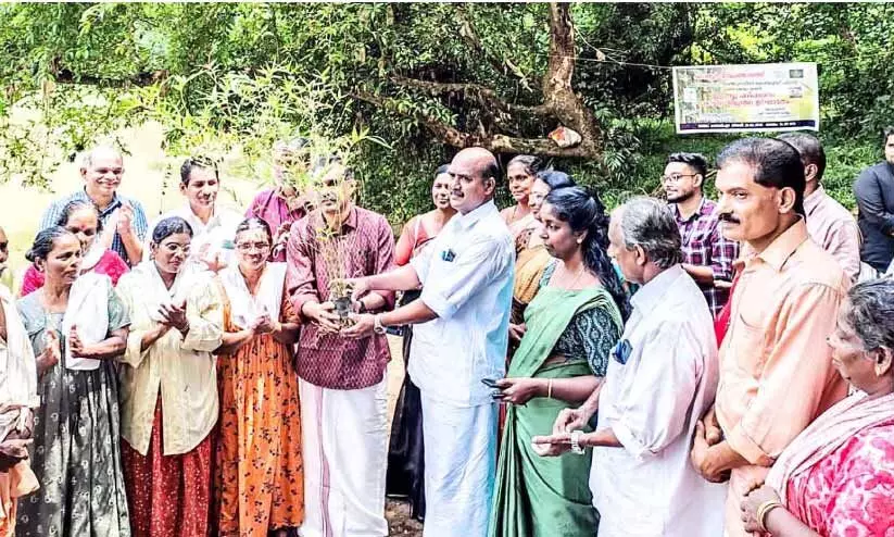 കി​ട​ങ്ങൂ​ർ പ​ഞ്ചാ​യ​ത്ത്​മീനച്ചിലാറിന്‍റെ തീരത്ത്​ മുള നടുന്നു