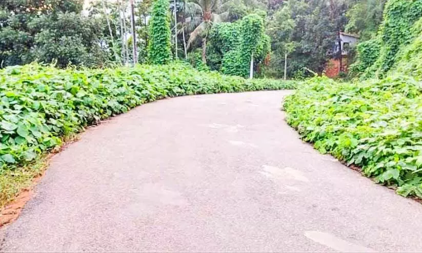 നിറയെ വള്ളിപ്പടർപ്പ് വണ്ണപ്പുറം-മുള്ളരിങ്ങാട് റോഡിൽ അപകട ഭീഷണി നിറയെ വള്ളിപ്പടർപ്പ് വണ്ണപ്പുറം-മുള്ളരിങ്ങാട് റോഡിൽ അപകട ഭീഷണി