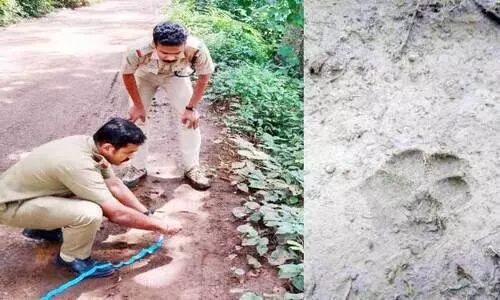 കാരിത്തോട് വീണ്ടും പുലി​ ? കാട്ടുപൂച്ചയെന്ന് വനം വകുപ്പ്