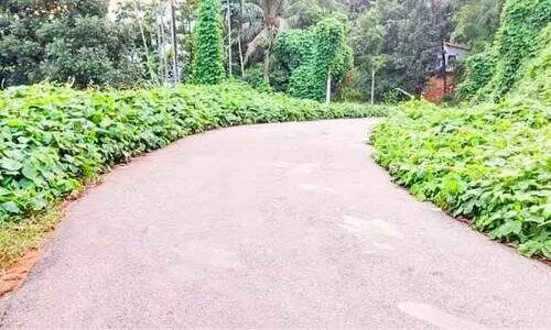 നിറയെ വള്ളിപ്പടർപ്പ്​ വണ്ണപ്പുറം-മുള്ളരിങ്ങാട് റോഡിൽ അപകട ഭീഷണി