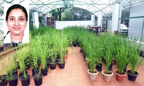 നാടന്‍ നെല്ലിനങ്ങളുടെ ഔഷധ-പോഷക ഗുണങ്ങള്‍; ശ്രദ്ധേയ പഠനവുമായി കാലിക്കറ്റിലെ ഗവേഷക സംഘം