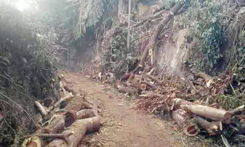 Trees that were cut down