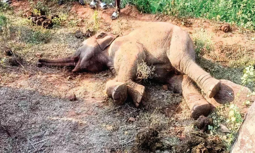 അട്ടപ്പാടിയിൽ കാട്ടാന ചെരിഞ്ഞ നിലയിൽ