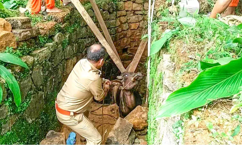 പോത്ത് കിണറ്റിൽ വീണു, രക്ഷകരായി അഗ്നിരക്ഷാ സേന പോത്ത് കിണറ്റിൽ വീണു, രക്ഷകരായി അഗ്നിരക്ഷാ സേന