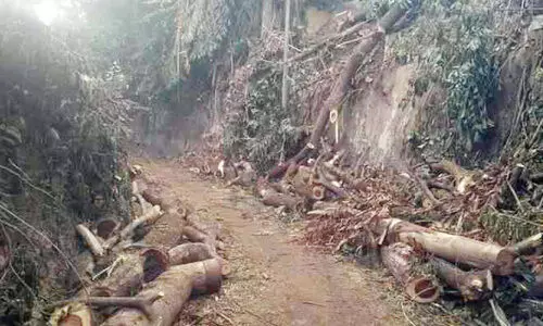 Trees that were cut down