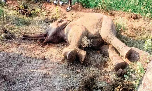 അട്ടപ്പാടിയിൽ കാട്ടാന ചെരിഞ്ഞ നിലയിൽ