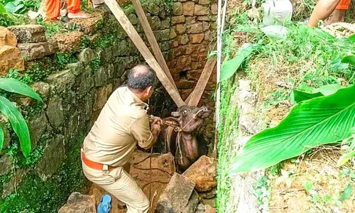 പോത്ത്​ കിണറ്റിൽ വീണു, രക്ഷകരായി അഗ്​നിരക്ഷാ സേന