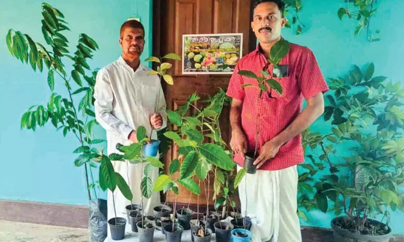 വാട്സ് ആപ്പിൽ ഒരു മെസേജ്;താമരച്ചക്ക തൈ സൗജന്യമായി വാങ്ങാം വാട്സ് ആപ്പിൽ ഒരു മെസേജ്;താമരച്ചക്ക തൈ സൗജന്യമായി വാങ്ങാം
