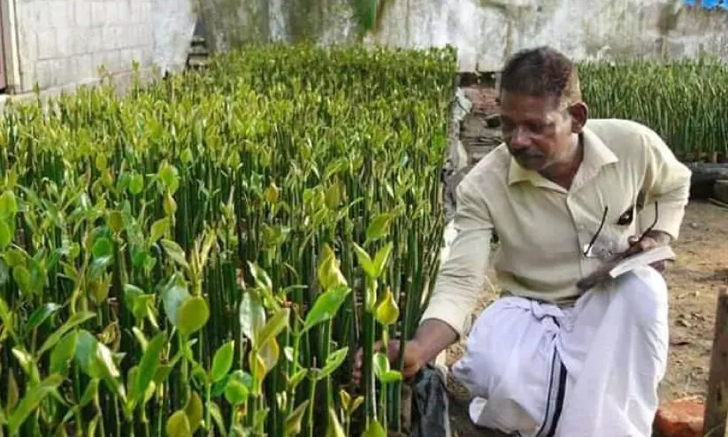 കണ്ടൽക്കാടിന്റെ കാവൽക്കാരൻ കണ്ടൽക്കാടിന്റെ കാവൽക്കാരൻ
