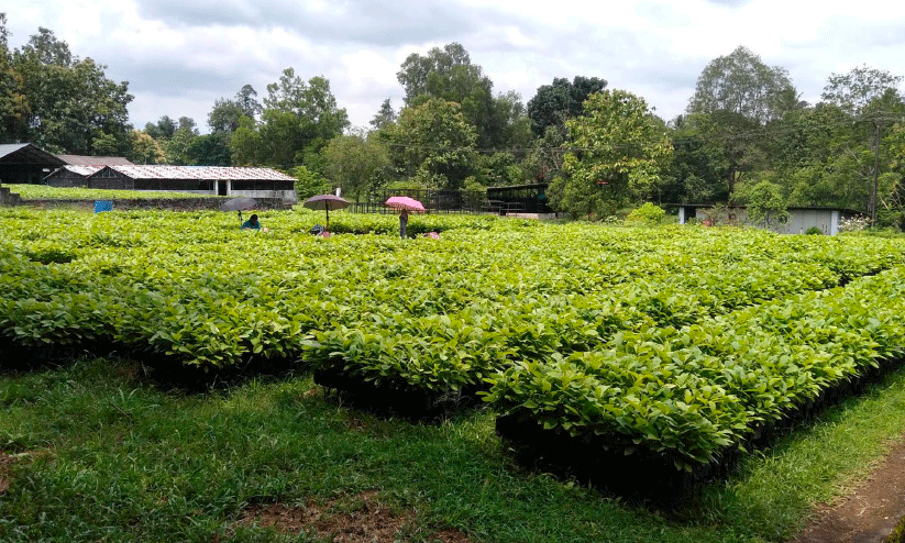 forest department forest department