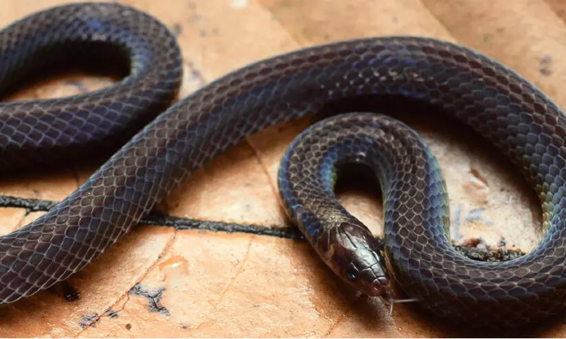 കളിക്കുന്നതിനിടെ പാമ്പിനെ കടിച്ചുകൊന്ന് മൂന്ന് വയസ്സുകാരൻ; പിന്നെ സംഭവിച്ചത്...