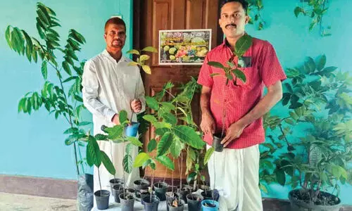 വാ​ട്സ് ആ​പ്പി​ൽ ഒ​രു മെ​സേ​ജ്;താ​മ​ര​ച്ച​ക്ക തൈ ​സൗ​ജ​ന്യ​മാ​യി വാ​ങ്ങാം