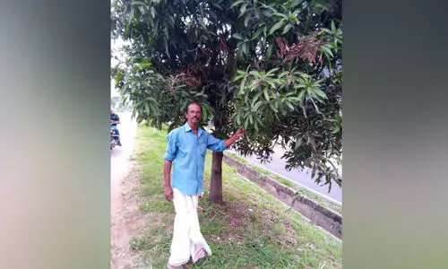 പൊരിവെയിലിലെ തണൽമരമാണ് രാജു