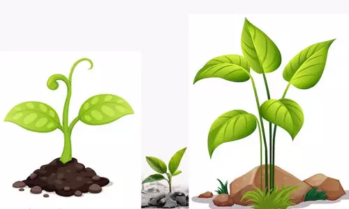 പ്ലാസ്റ്റിക്കുരഹിത പഞ്ചായത്താകാൻ വാഴത്തോപ്പ്