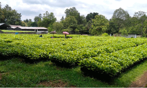 forest department forest department