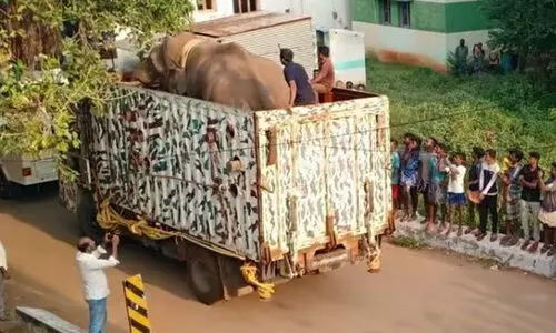 അരിക്കൊമ്പനെ ഇന്ന് തുറന്നുവിടരുതെന്ന് മ​ദ്രാസ് ഹൈകോടതി; അനിശ്ചിതത്വം തുടരുന്നു