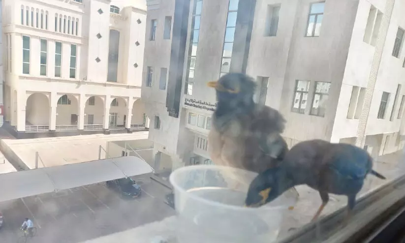 ചൂട് കടുത്തു; പാനപാത്രങ്ങൾ തേടി പറവകൾ ചൂട് കടുത്തു; പാനപാത്രങ്ങൾ തേടി പറവകൾ