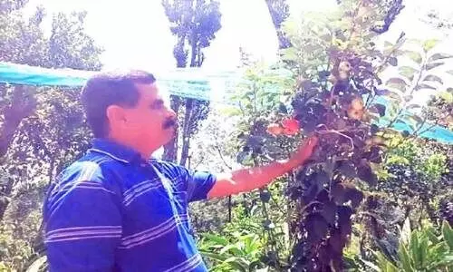 വീട്ടുമുറ്റത്ത്​ വിളയും ഇരട്ടി മധുരത്തിൽ ആപ്പിൾ