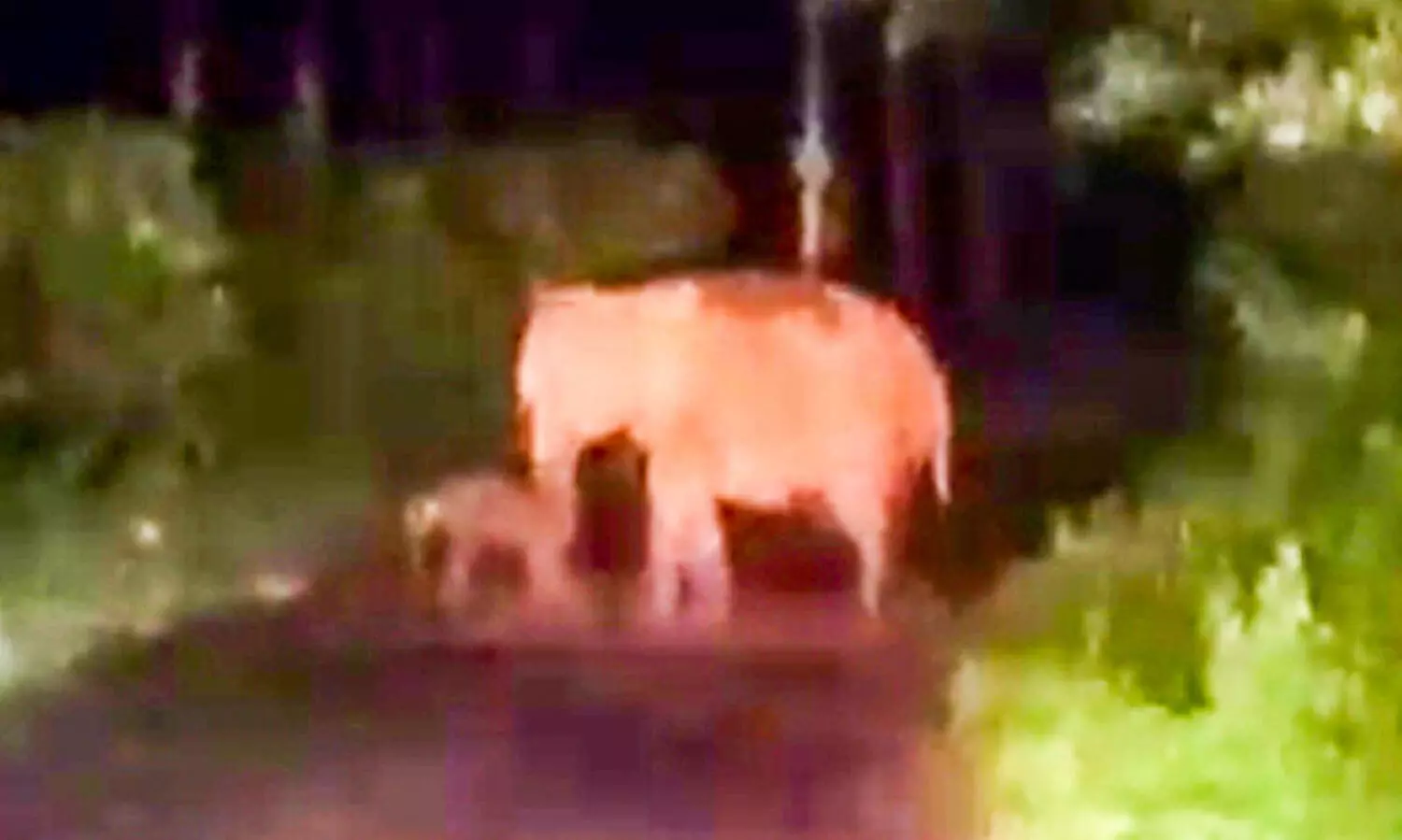 കൂട്ടുകാർ കാവലൊരുക്കി; കാട്ടാനക്ക് നടുറോഡിൽ സുഖപ്രസവം