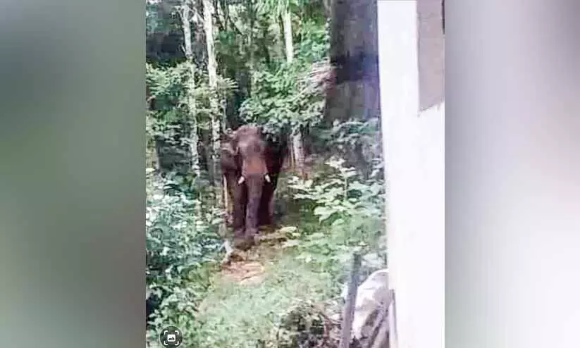 അട്ടപ്പാടിയിൽ ഭീതിയേറ്റി ‘മാങ്ങാക്കൊമ്പൻ’ അട്ടപ്പാടിയിൽ ഭീതിയേറ്റി ‘മാങ്ങാക്കൊമ്പൻ’