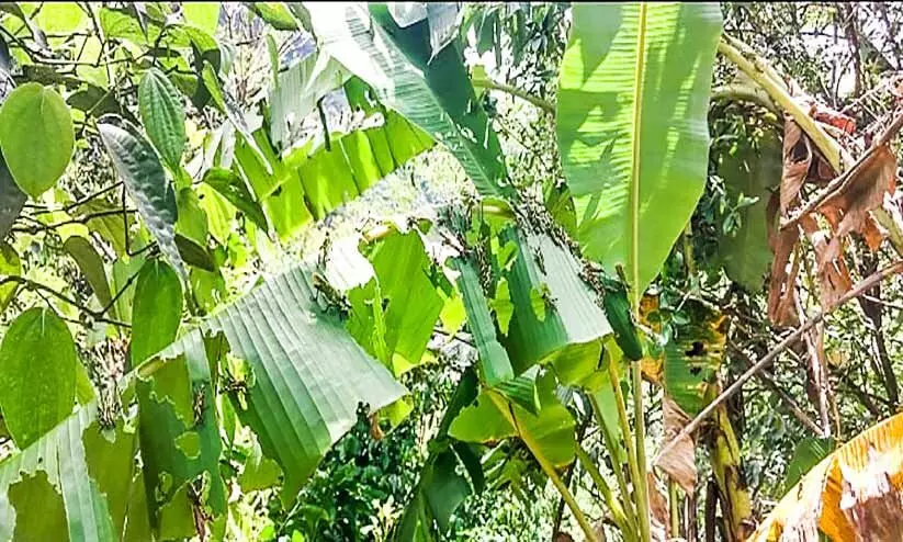 ചെമ്പകപ്പാറയിൽ വെട്ടുക്കിളി ശല്യം രൂക്ഷം വ്യാ​പ​ക കൃ​ഷി​നാ​ശം