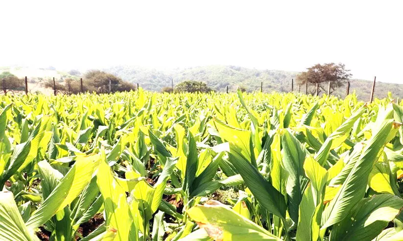 മ​ഞ്ഞ​ൾ കൃ​ഷി; ദോ​ഫാ​റി​ൽ ര​ണ്ടാം ഘ​ട്ട​ത്തി​ന്​തു​ട​ക്കം