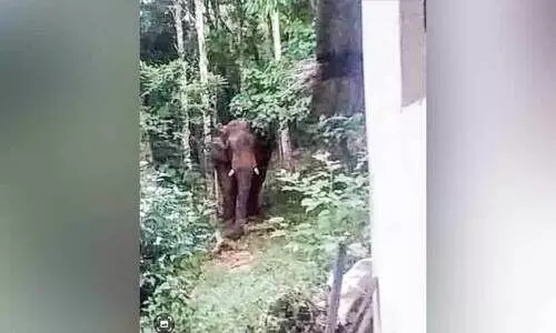 അട്ടപ്പാടിയിൽ ഭീതിയേറ്റി ‘മാങ്ങാക്കൊമ്പൻ’