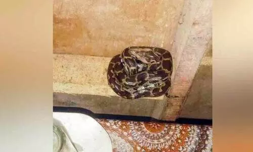 കൊച്ചി താലൂക്ക് ഓഫിസിലെ കാൻറീനിൽ പാമ്പ്​ ശല്യം ‘ഭ​ക്ഷ​ണം’ തേ​ടി അ​ണ​ലി മു​ത​ൽ മ​ല​മ്പാ​മ്പ്​ വ​രെ