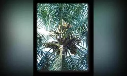 ‘കൽപവജ്ര’യുമായി സി.പി.സി.ആർ.ഐ; നാളികേര കർഷകർക്ക് പ്രതീക്ഷ