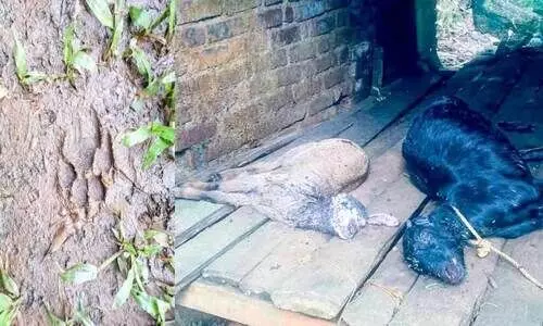വന്യജീവി ആക്രമണത്തിൽ ആടുകൾ ചത്തു