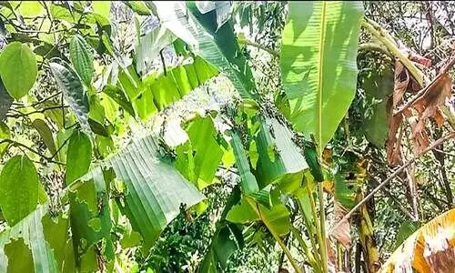 ചെമ്പകപ്പാറയിൽ വെട്ടുക്കിളി ശല്യം രൂക്ഷം വ്യാ​പ​ക കൃ​ഷി​നാ​ശം