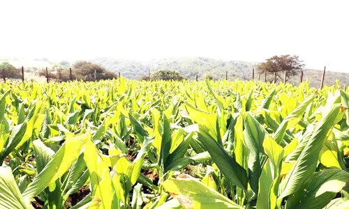 മ​ഞ്ഞ​ൾ കൃ​ഷി; ദോ​ഫാ​റി​ൽ ര​ണ്ടാം ഘ​ട്ട​ത്തി​ന്​തു​ട​ക്കം