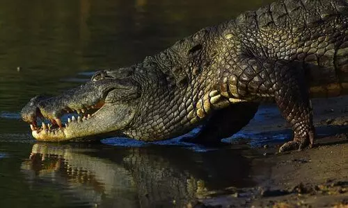 കാഴ്ചബംഗ്ലാവിലെ മുതല മുട്ടയിട്ടു; ആൺ സഹായമില്ലാതെ