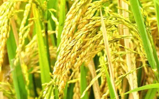 കോട്ടയം ജില്ലയിലെ നെൽ കർഷകർക്ക് ലഭിക്കാനുള്ളത് 143.15 കോടി രൂപ കോട്ടയം ജില്ലയിലെ നെൽ കർഷകർക്ക് ലഭിക്കാനുള്ളത് 143.15 കോടി രൂപ