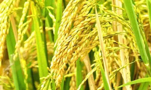 കോട്ടയം ജില്ലയിലെ നെൽ കർഷകർക്ക് ലഭിക്കാനുള്ളത് 143.15 കോടി രൂപ