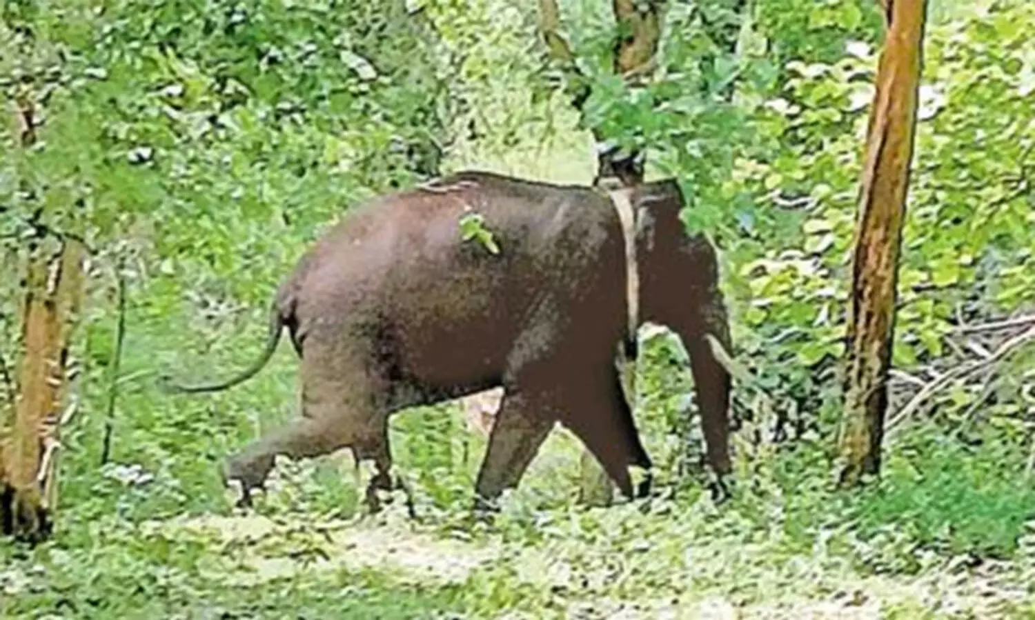 അരിക്കൊമ്പൻ കന്യാകുമാരി വന്യജീവി സങ്കേതത്തിലേക്ക് കടന്നുവെന്ന് തമിഴ്നാട് വനംവകുപ്പ്