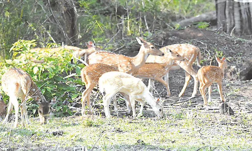 നാഗർഹോളയിൽ അപൂർവയിനം വെള്ളമാൻ