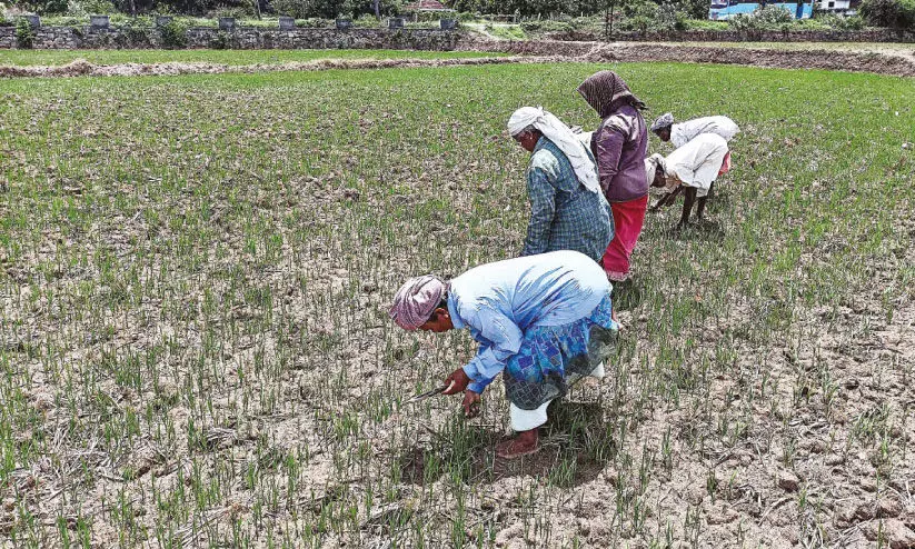 പാ​ട​ങ്ങ​ളി​ലെ ക​ള​പ​റി​ക്ക​ൽ അ​വ​താ​ള​ത്തി​ൽ